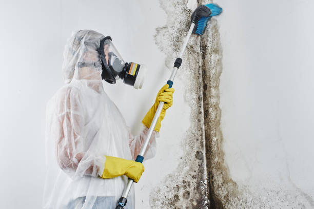 Best Emergency Mold Remediation in Veneta, OR