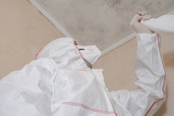 Best White Mold Remediation in Veneta, OR