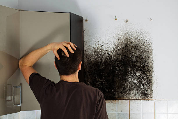 Best Industrial Mold Remediation in Veneta, OR