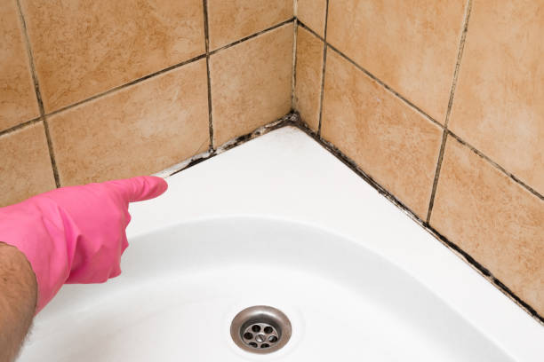 Best Kitchen Mold Remediation in Veneta, OR